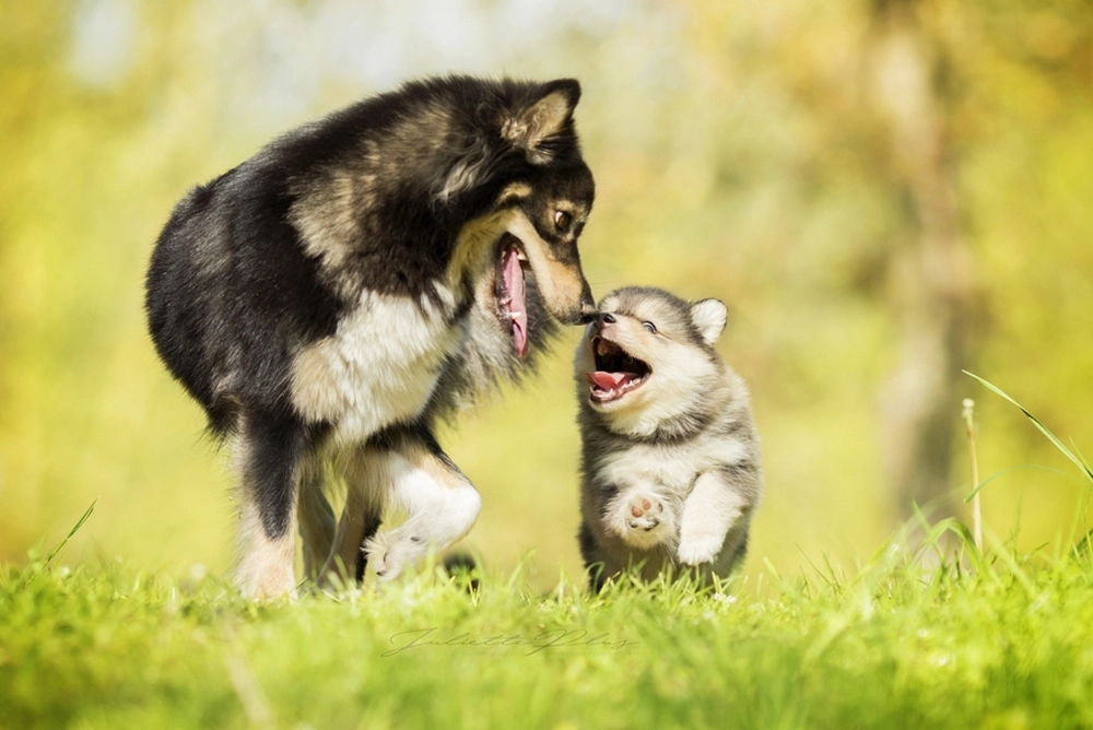 two dogs playing in grass